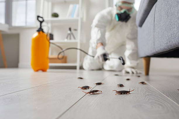 Post-Treatment Bed Bug Interceptor Monitoring in Taylor